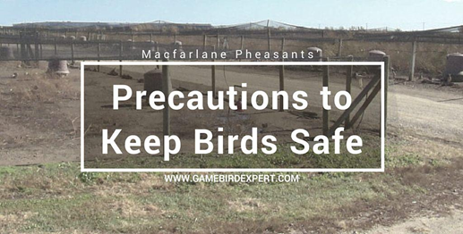 birds safe.png